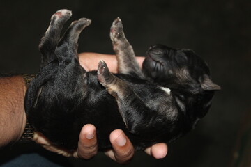 cute new born german shepherd puppy black tiny puppy