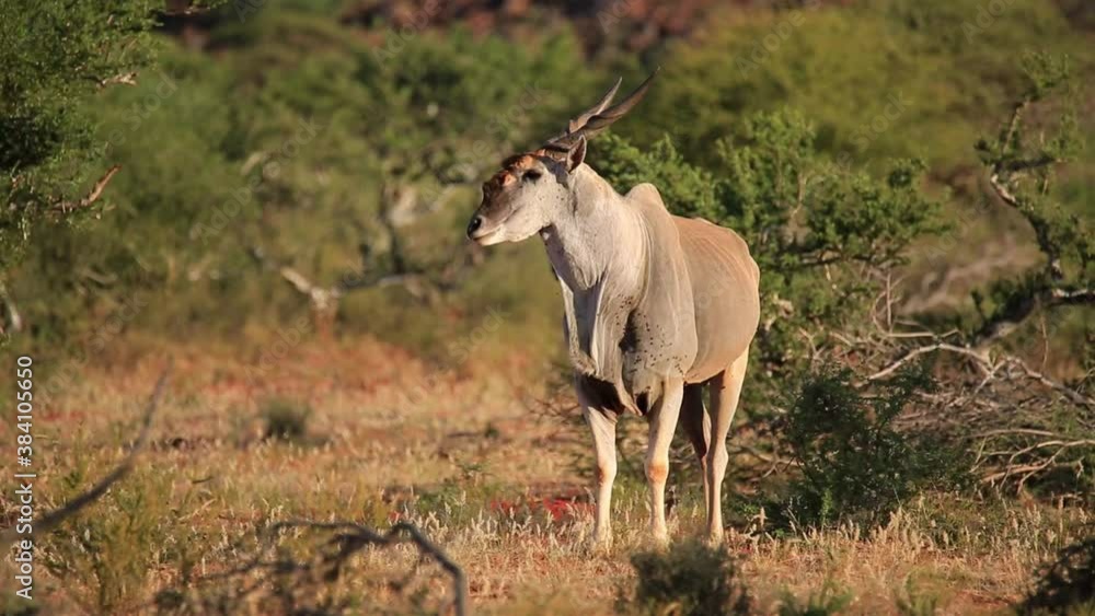 Wall mural An alert eland antelope (Tragelaphus oryx) in natural habitat, South Africa