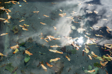 Ahornsamen treiben in einem Wasserbecken, in dem sich ein dramatischer Herbsthimmel spiegelt