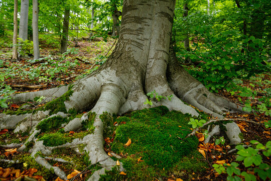 Roots of a beech tree in the forest