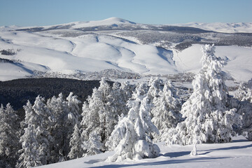 a view of snow-covered trees and mountains that look like an army of soldiers.
