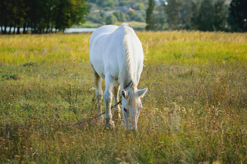 Plakat white horse on dry grass in the field