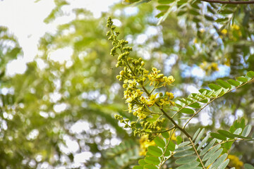 Cassia or Siamese senna flower, Medical plant or herb.
