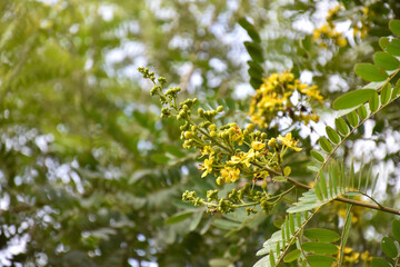 Cassia or Siamese senna flower, Medical plant or herb.