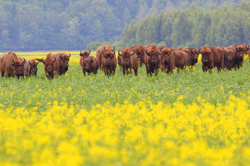European bison. Wild animal. Bison bonasus.