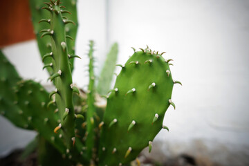 Cactus on white wall background. Minimal plant art
