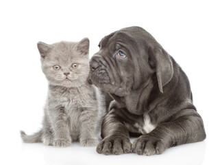 Tender mastiff puppy sniffs tiny kitten. isolated on white background