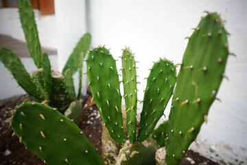 Cactus on white wall background. Minimal plant art