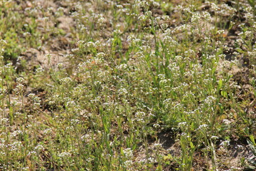 白い小さな花が咲いたナズナ(ペンペングサ)の群生