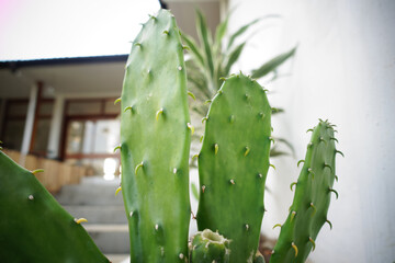 Cactus on white wall background. Minimal plant art