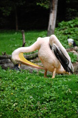 pelican resting