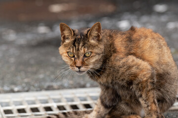 睨む野良猫　さび猫
