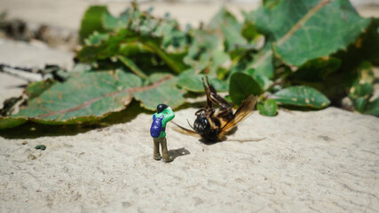 miniature people, photographer take a picture of dead bee                               