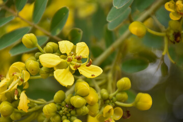 Cassia or Siamese senna flower, Medical plant or herb.