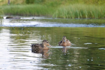 Two mallards floats on the water