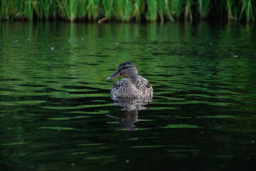 Mallard floats on the water