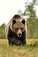 Fototapeta premium Big male brown bear closeup in the bog, visible claws