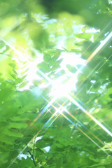 若葉と木漏れ日