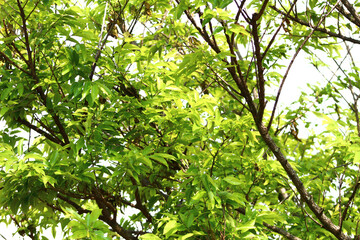 Leaves