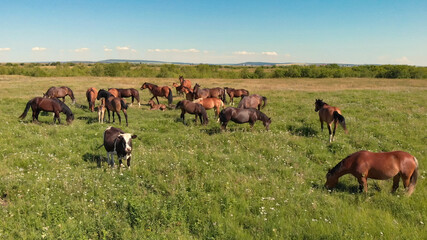 Horses and cow stand on green meadow and graze grass on the farmland,