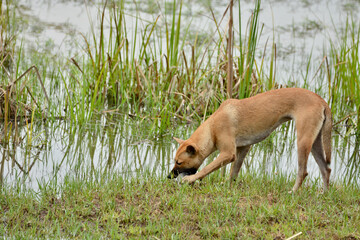 Brown dog eating fish next to the swamp.