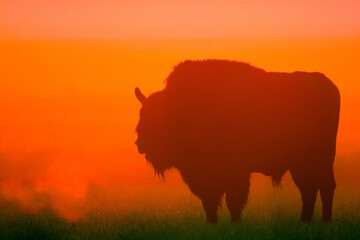 European bison. Wild animal. Bison bonasus.