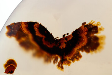 Macro mineral stone Moss Agate, Agate muschiataan white