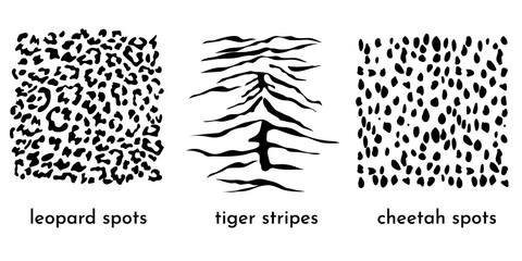Animal print collection. Leopard spots, cheetah spots and tiger stripes isolated on white. Great as a fashionable texture on textile and fabric. Vector illustration
