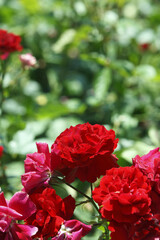 バラ園の赤いバラ