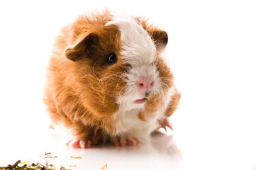 baby guinea pig. texel. isolated on the white