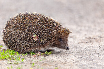 A small hedgehog (lat. Erinaceus europaeus) looks out from passage in a pine forest.