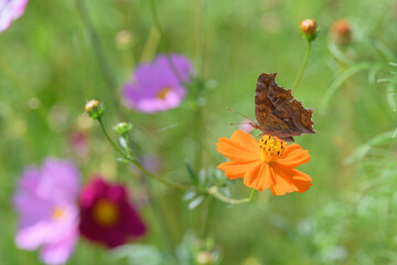 Obraz premium コスモスとチョウ
