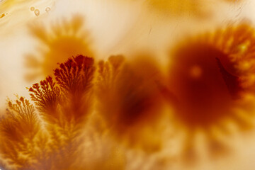 Macro mineral stone Moss Agate, Agate muschiataan white