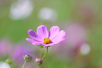 Fototapeta premium コスモス