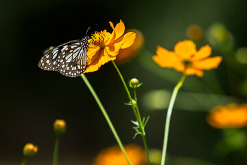 Daisy in garden for background