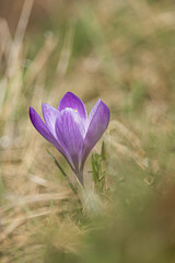 Purple crocus flower