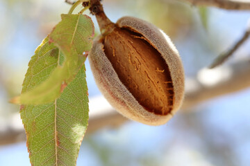 ripe almonds on the branch
