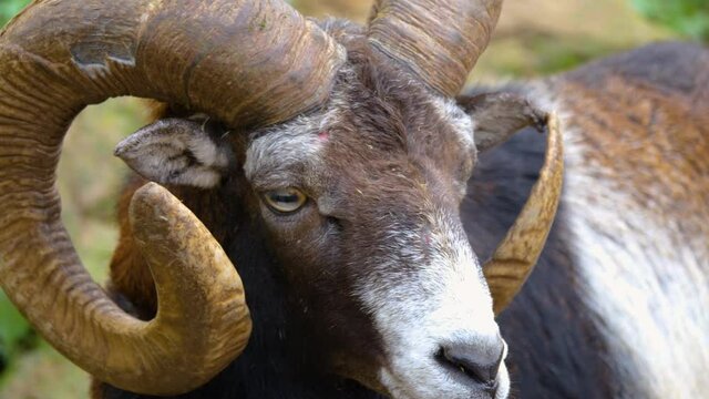 Close up of big horn sheep mufflon head in Autumn. 