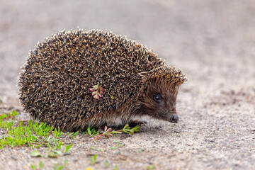 A small hedgehog (lat. Erinaceus europaeus) looks out from passage in a pine forest. © Garmon