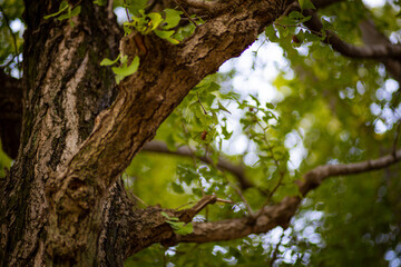 夏の終わりのセミの抜け殻