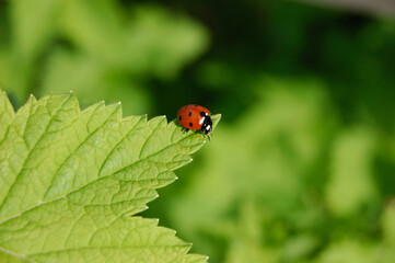 Fototapeta premium Ladybug, an insect of the order Coleoptera,