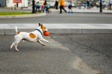Obraz premium Cute dog Jack Russell Terrier run with orange toy ball on the street. Funny puppy playing with ball outdoors. Happy pet.