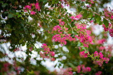 秋に咲く濃いピンクの花