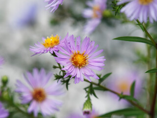 Gros plan sur une fleur d'aster ou marguerite d'automne à floraison rubannées rose pâle sur tige...