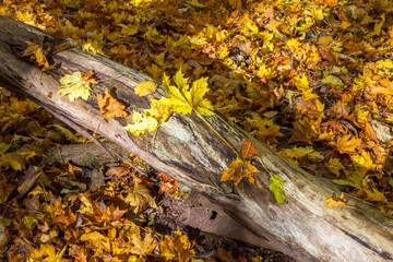 Maple leaves lying on a log in the forest with autumn colors