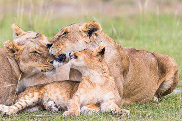 Fototapeta na wymiar Lion Flock with a playful lion cub resting on the savanna