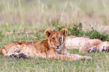 Lion cub resting in the grass of the savannah