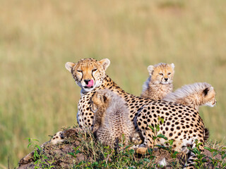 Cheetah mother with cubs licking her lips