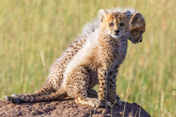 Cheetah cubs sitting on a termite mould in the savanna