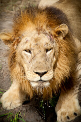 Close-up of wounded male lion after a fight with 3 other male lions